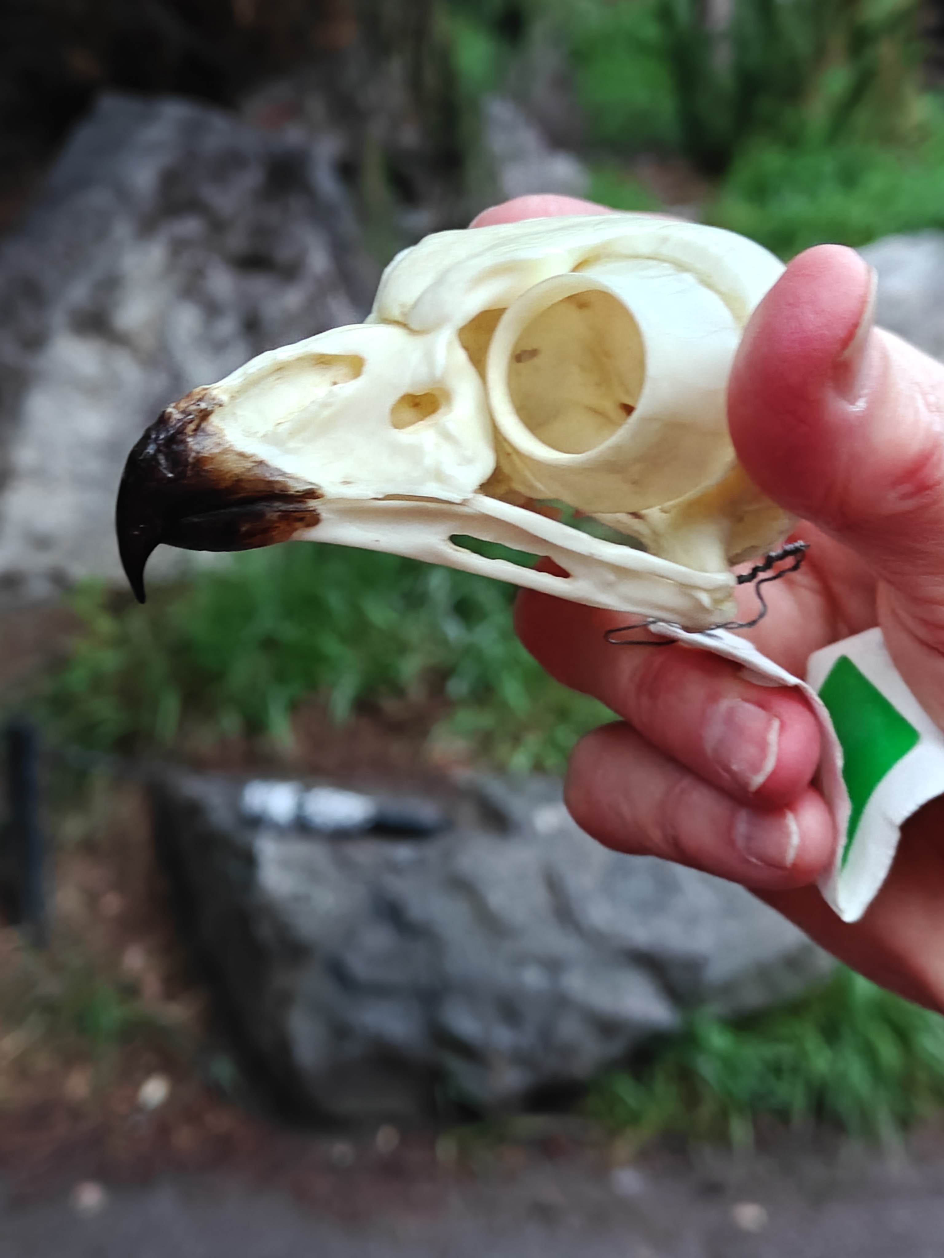 Owl skull.jpg|292